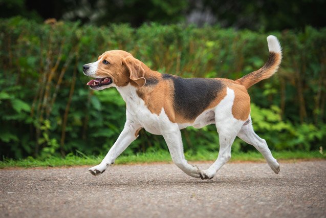 top 10 dog breeds for runners