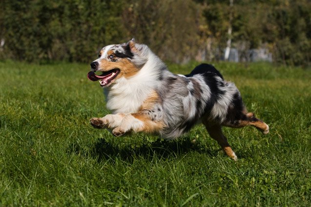 top 10 dog breeds for runners
