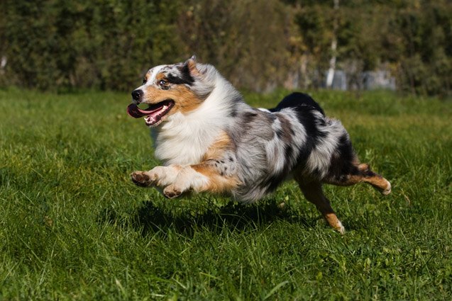 Running Type Dog Top 10 Dog Breeds for Runners Information and Pictures - PetGuide ...