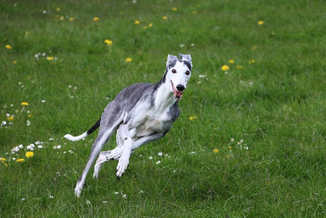 Running Type Dog Top 10 Dog Breeds for Runners Information and Pictures - PetGuide ...