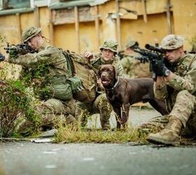 Elite Ranger Military Dogs Suit Up With Upgraded Tactical Gear