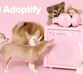 spotify helps shelter dogs find furever home based on taste in music