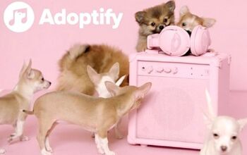 Spotify Helps Shelter Dogs Find Furever Home Based on Taste in Music