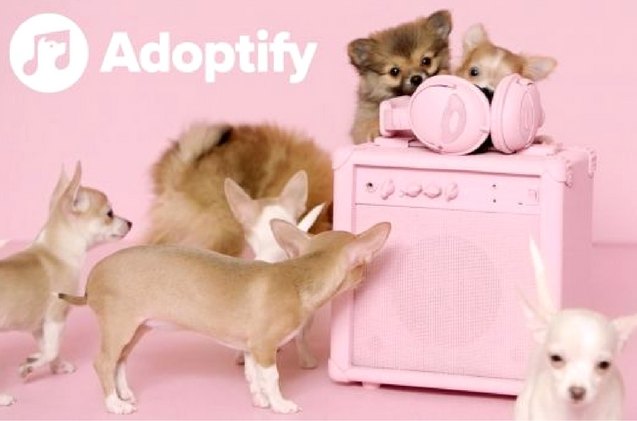 spotify helps shelter dogs find furever home based on taste in music