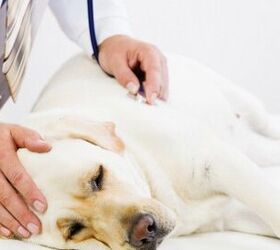 San Francisco SPCA Confirms Case of Virulent Dog Flu