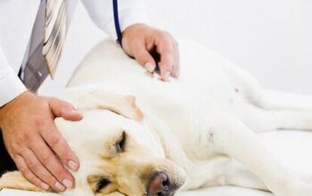 San Francisco SPCA Confirms Case of Virulent Dog Flu