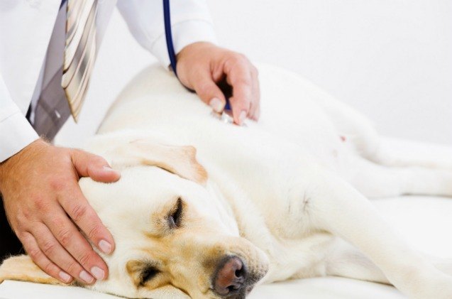 san francisco spca confirms case of virulent dog flu