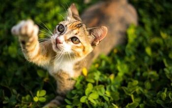 Research Suggests Cats May Have Dominant Paw Based on Gender