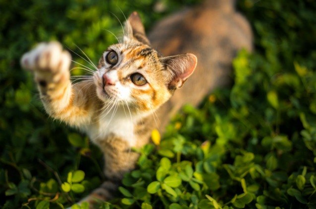 research suggests cats may have dominant paw based on gender