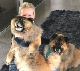 Chelsea Handler Welcomes New Furry Friends Into Her Family