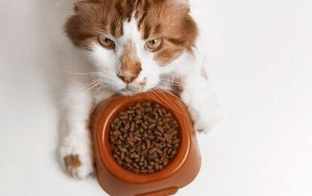 Why Food Matters So Much to Finicky Felines