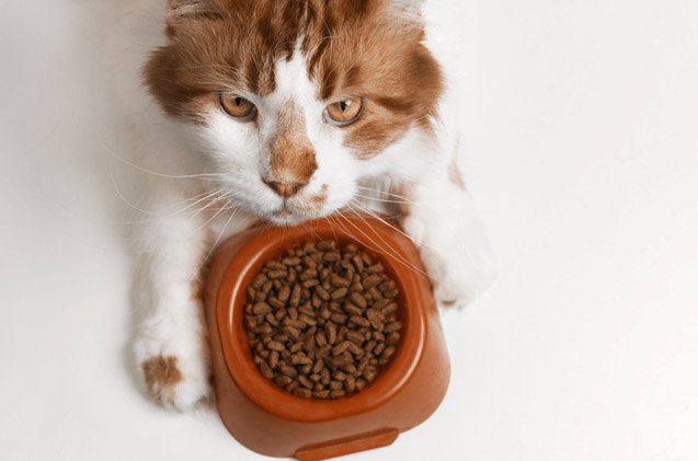 why food matters so much to finicky felines
