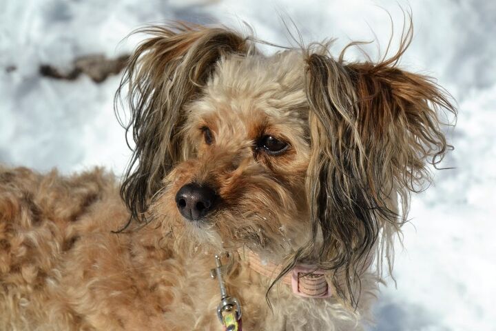 Scapoo Skypoo Dog Breed Information and Pictures - PetGuide | PetGuide