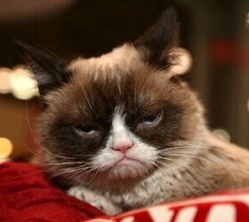 grumpy cat perks up after winning 710 000 in court case