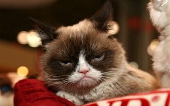 Grumpy Cat Perks Up After Winning $710,000 in Court Case