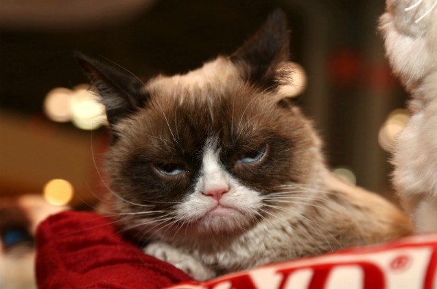 grumpy cat perks up after winning 710 000 in court case