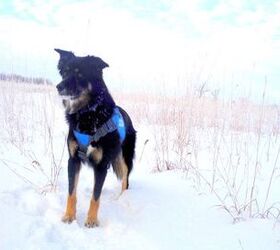 Secrets of Canadian Mushers: Why Dog Boots and Deep Snow Don’t Mix