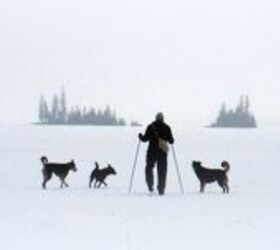 secrets of canadian mushers why dog boots and deep snow dont mix