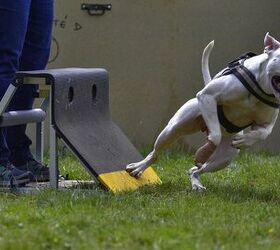Top 10 Flyball Dog Breeds