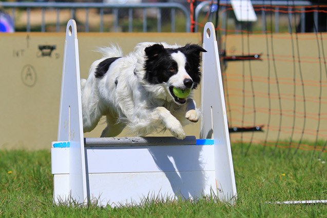 Top 10 Flyball Dog Breeds | PetGuide