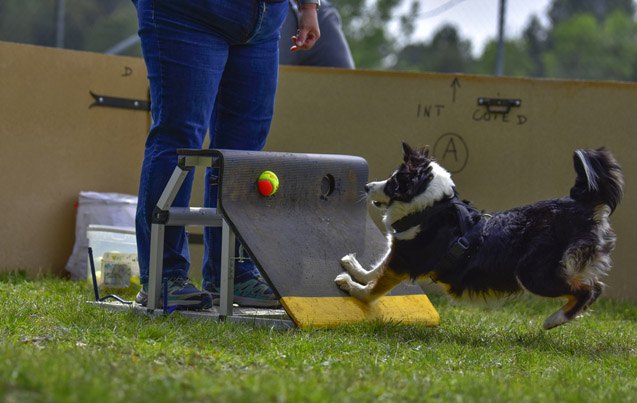 top 10 flyball dog breeds