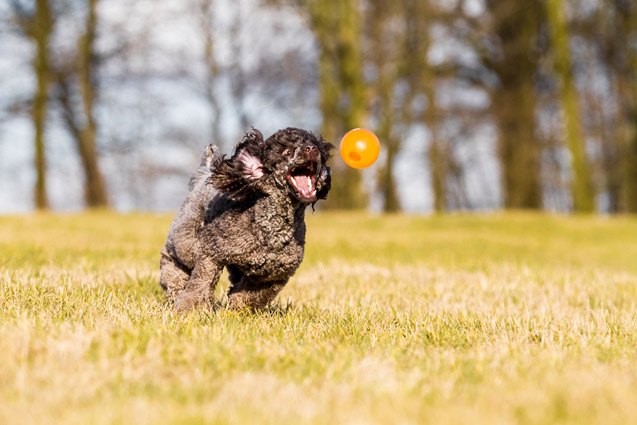 top 10 flyball dog breeds