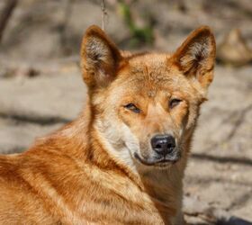 Florida Declares New Guinea Singing Dogs as Exotic Animals
