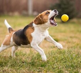 Why Do Dogs Love to Fetch?