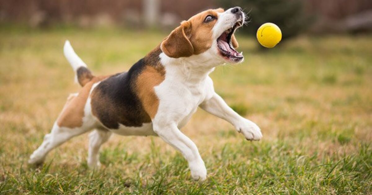 Golden Retriever Playing Fetch