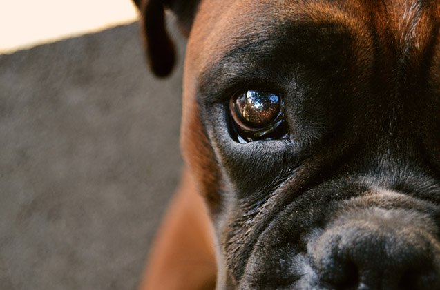 what is progressive retinal atrophy in dogs
