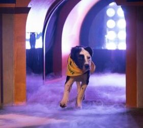 Team Fluff Brings Lombarky Trophy Home From Puppy Bowl XIV