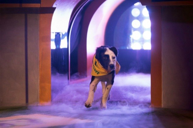 team fluff brings lombarky trophy home from puppy bowl xiv