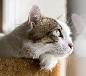 How to Become a Feline Foster Parent