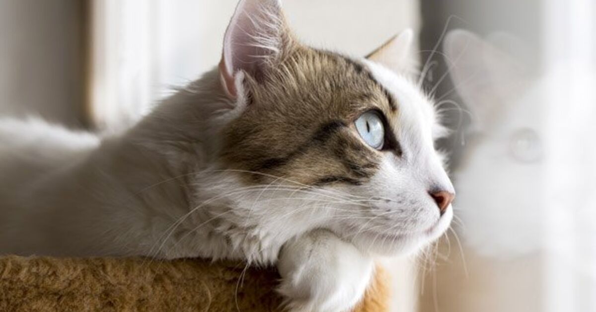 How to Become a Feline Foster Parent | PetGuide