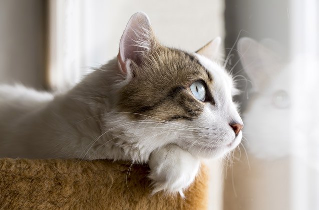 how to become a feline foster parent