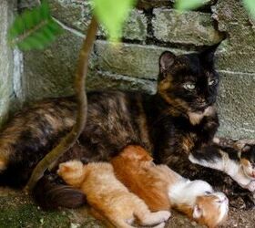 new mexico lawmakers consider pet food tax for spay and neuter programs