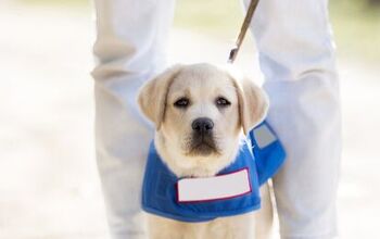 Guide Dog Puppies to Bear Names of Team USA Olympians