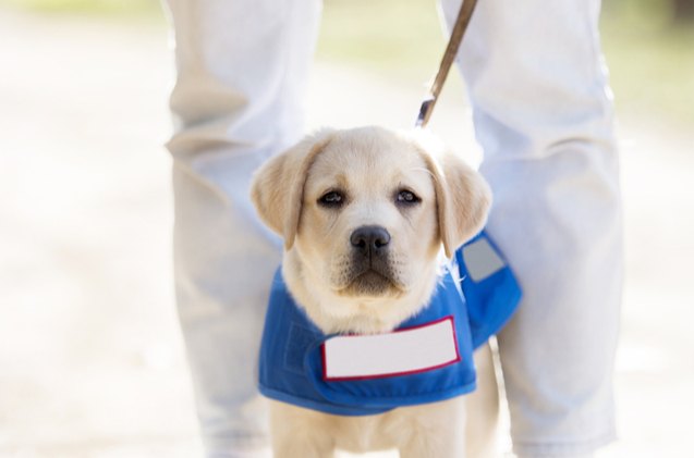 guide dog puppies to bear names of team usa olympians