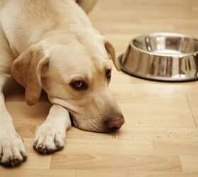 News Investigation Uncovers Poison in Dog Food, Prompting FDA Investig