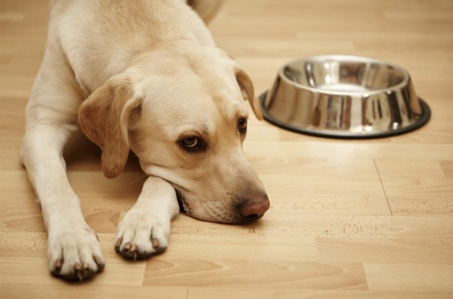 news investigation uncovers poison in dog food prompting fda investig