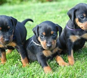 based on internet searches dobermans are the top dog in u s
