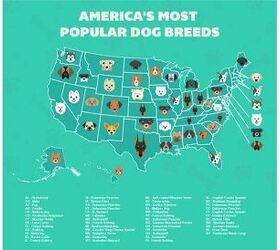 based on internet searches dobermans are the top dog in u s