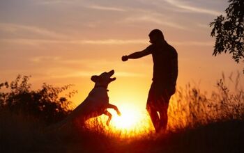 Silhouette Dog Sign Beware Australian Cattle Dog May Lick You to Death