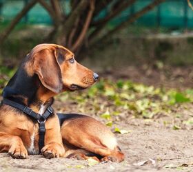 Tyrolean Hound Dog Breed Information and Pictures - PetGuide