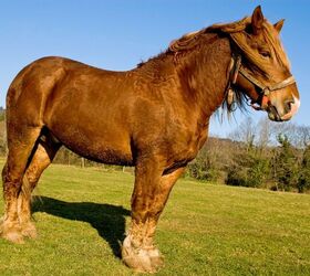 breton horse