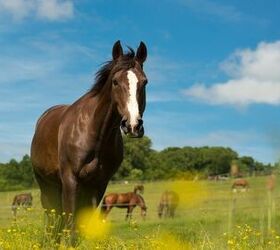 Selle Français Horse