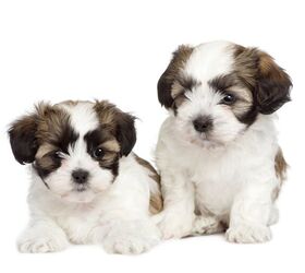 Quintessential best sale shih tzu