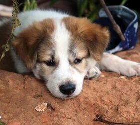 Beagle and store shih tzu mix