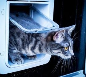 Give Your Furball A Curfew With Hi-Tech Pet Door