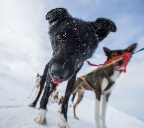 4 Dog Mushing Mistakes That Make You Look Like a Noob